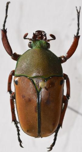 Eudicella sp.